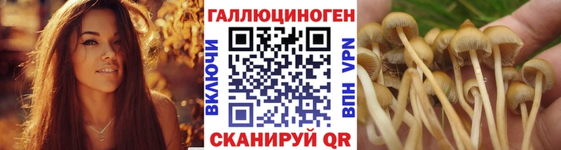 blacksprut как войти  Высоковск  Галлюциногенные грибы Psilocybine cubensis 
